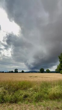 Approaching thunderstorm above golden grain field - Dark storm clouds moving over a ripe grain field with a solitary tree. Dramatic summer weather, agriculture, climate, changing seasons and rural lan
