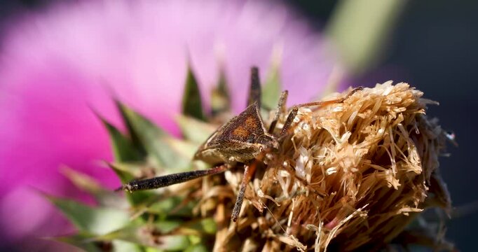 Static macro video of a leaf footed bug on a thistle plant.