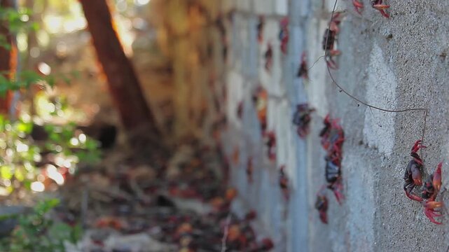 Hundreds of Cuban red land crabs climb a concrete wall during their annual migration, overcoming human-made obstacles in a remarkable display of natural behavior.