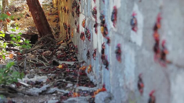 Hundreds of Cuban red land crabs climb a concrete wall during their annual migration, overcoming human-made obstacles in a remarkable display of natural behavior.