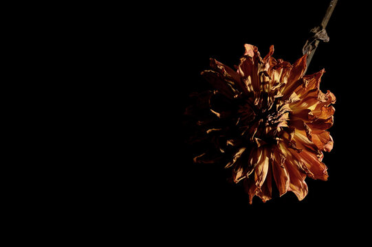 Flowers against a black background 01