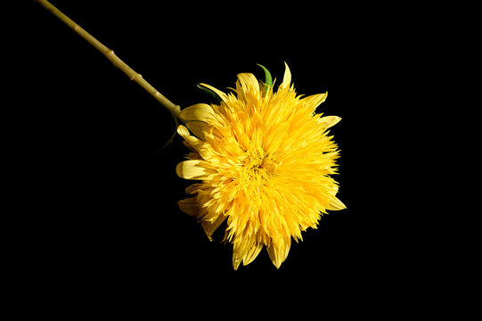 Flowers against a black background 07