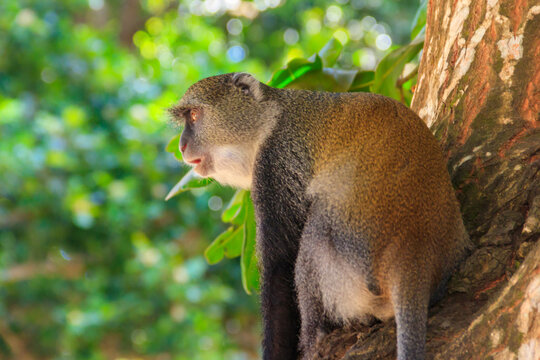 Sykes' monkey (Cercopithecus albogularis), also known as the white-throated monkey or Samango monkey sitting on a tree in Jozani forest on Zanzibar, Tanzania