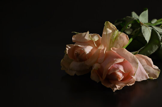 Flowers against a black background 09