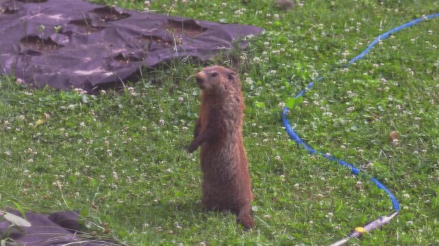 Celebrate Groundhog Day with this charming stock video of a cute groundhog (Marmota monax) peeking out of its burrow.