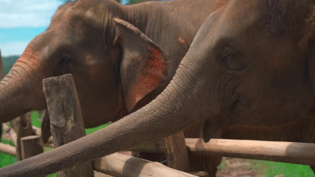 Asian elephants standing together at wildlife sanctuary in natural conservation setting, rescued elephants behind wooden fence at elephant farm sanctuary in tropical Thailand 4k