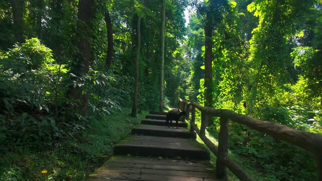 wooden boardwalk winds through lush tropical rainforest inviting peaceful exploration, scenic jungle trail leads into untouched forest filled with natural beauty and quiet escape 4k