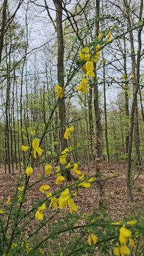 Delicate yellow cytisus scoparius flowers, also known as common broom, blooming in a tranquil forest