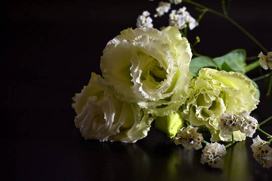 Flowers against a black background 13
