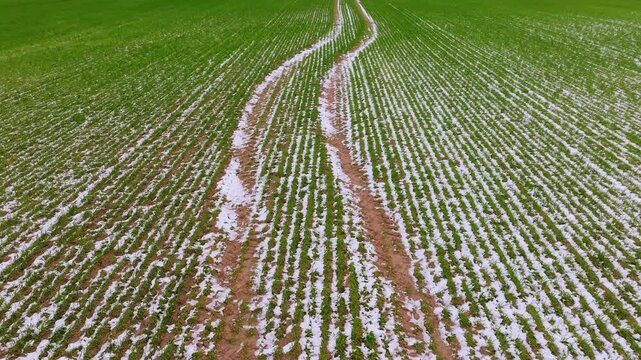 Drone flying forward above a frost damaged crop field during early spring