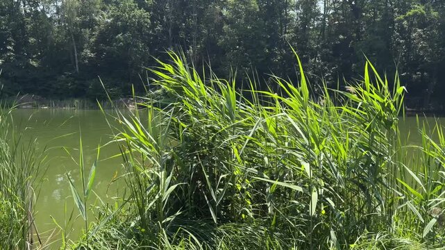 Scenic summer pond surrounded by lush green reeds and a dense forest, with the camera panning left revealing the tranquil water and natural landscape in bright sunlight