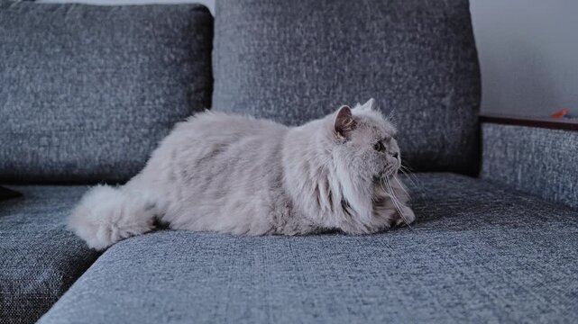 Rare lilac British Longhair tomcat portrait with calm expression in a cozy home