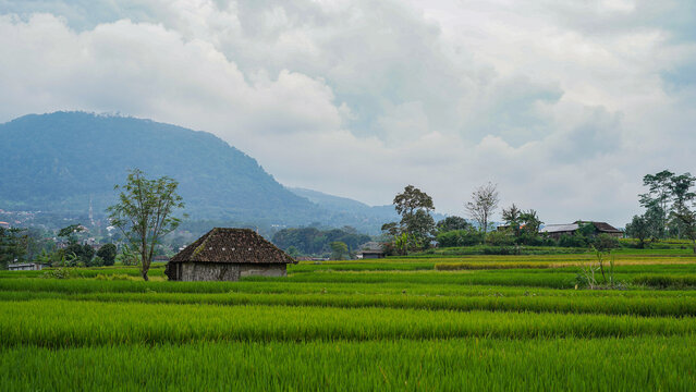 Lush Green Rice Fields with Traditional Hut and Mountain Village Backdrop Under Cloudy Sky, Java Indonesia