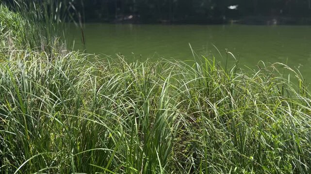 Feather grass waving in a gentle breeze on a sunny day next to a calm lake, a relaxing and meditative natural scene with soft sunlight creating a peaceful atmosphere