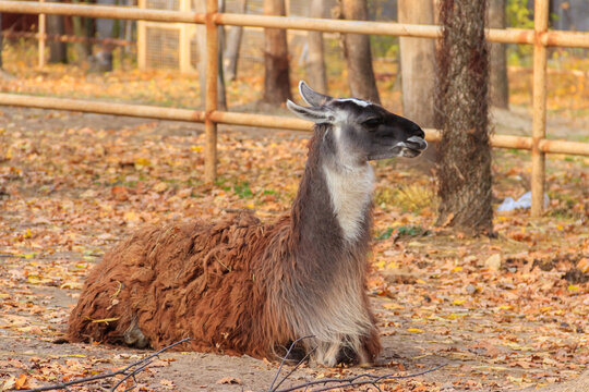 The guanaco (Lama guanicoe) lies in autumn fallen leaves
