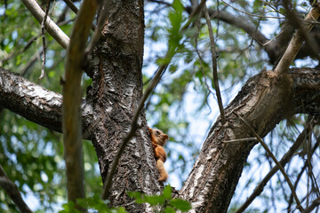 Fototapeta premium A cute young baby squirrel exploring outside its nest for the first time, climbing down a textured tree trunk in a summer park surrounded by green leaves and bright sunlit branches.