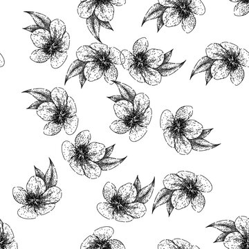 seamless pattern flower hellebore hand drawn. drawing helleborus, hellebores primrose, sketch line flower hellebore black sketch illustration