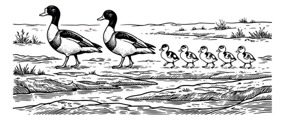 Vintage woodcut illustration of a duck family, antique engraving of ducks and ducklings walking, retro black and white waterfowl nature scene vector © sajida
