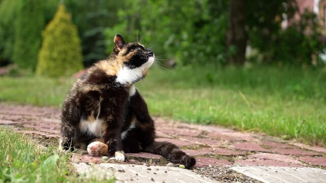 Observe a charming calico feline relaxing on a sun-drenched garden path. It pauses to perform a delightful scratching ritual, preening its fur with delicate precision in the warm afternoon light.