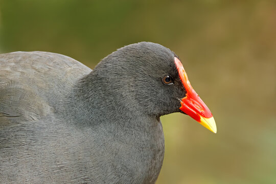Close-up portrait of an dusky moorhen (Gallinula tenebrosa) in natural habitat, South Australia