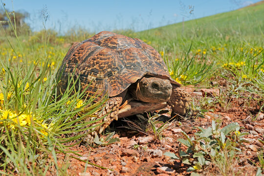 A leopard tortoise (Stigmochelys pardalis) walking in natural habitat, South Africa