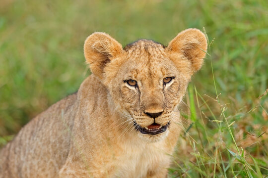 Portrait of a mall African lion cub (Panthera leo) in natural habitat, South Africa
