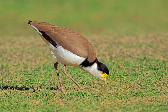 A masked lapwing (Vanellus miles) standing in natural habitat, South Australia