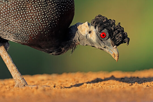 Close-up portrait of a southern crested guineafowl (Guttera edouardi), South Africa