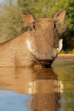 A warthog (Phacochoerus africanus) sitting in a shallow pool with reflection, South Africa