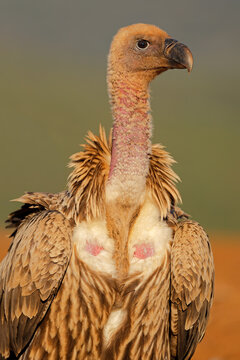 Close-up portrait of a white-backed vulture (Gyps africanus), South Africa