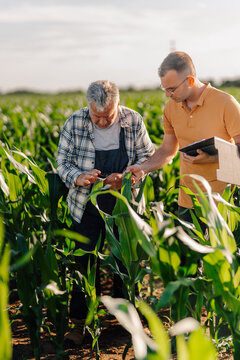 Farmers inspecting corn crop with agronomist in field