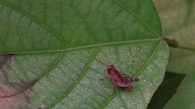 Super slow motion of tiny baby grasshopper jumping from wet leaf with dew droplets, macro, HD