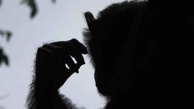 silhouette of a male chimpanzee sitting on a large tree branch, seen from below, there is a white sky behind him, and some leaves that also look black and blurry 1
