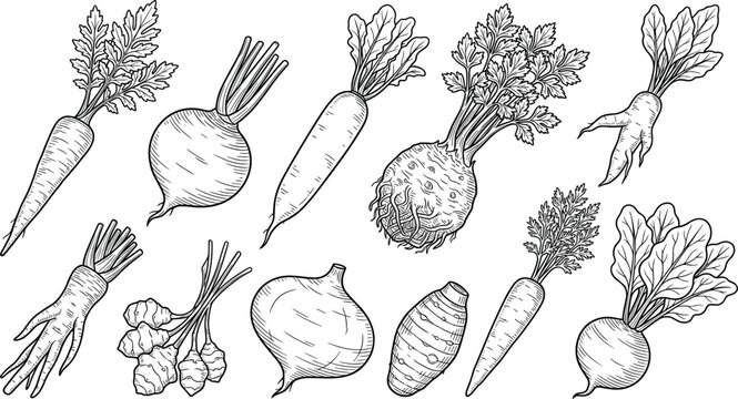 Vintage Root Vegetable Engraving Collection with Hand Drawn Carrot, Beetroot, Turnip, Ginger, Parsnip, and Rustic Garden Harvest Botanical Vector Set
