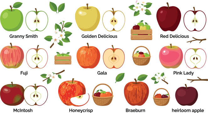 Different apple varieties infographic element set with whole cut slices baskets and type text vector