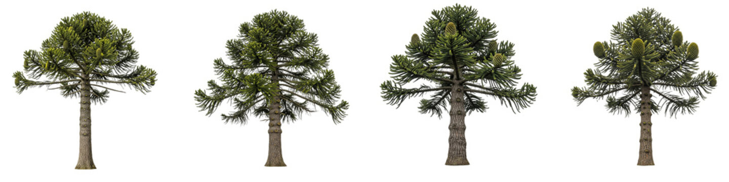 Set of four monkey puzzle trees isolated on a black background