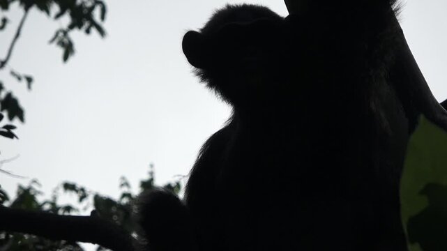 silhouette of a male chimpanzee sitting on a large tree branch, seen from below, there is a white sky behind him, and some leaves that also look black and blurry 3
