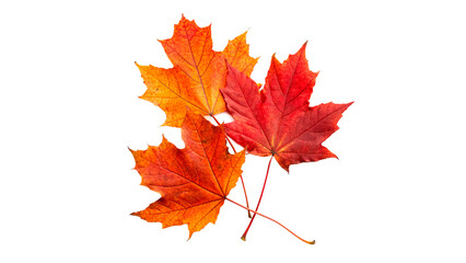 Fototapeta premium Bunch of vibrant orange and red autumn maple leaves gathered together isolated on transparent background cut out