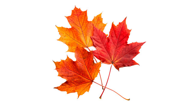 Bunch of vibrant orange and red autumn maple leaves gathered together isolated on transparent background cut out