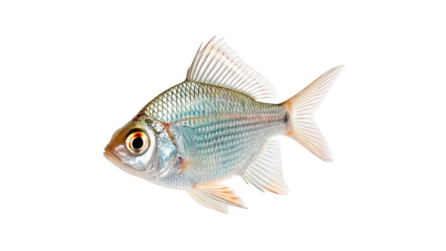 Small fresh raw silver prussian carp fish in profile isolated on transparent background cut out