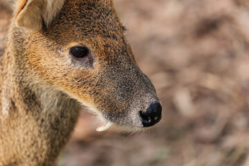 Close-up of a male herbivore's tusks © Yf