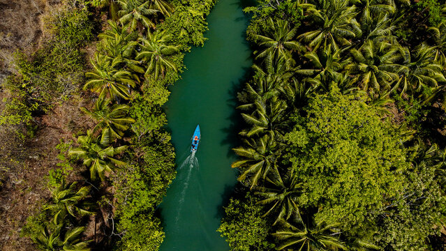 Drone view of a boat cruising through dense green coconut tree jungle on the Maron River, East Java
