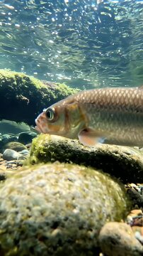 Underwater Flathead Chub Fish Swimming in Riverbed - A close-up underwater shot showcases a Flathead Chub fish with shimmering scales, swimming amidst a rocky riverbed covered in moss and aquatic