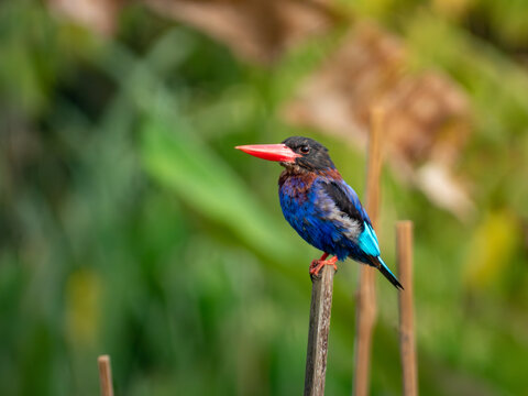 Javan Kingfisher (Halcyon cyanoventris), an endemic kingfisher of Java and Bali, perched on a reed with a soft green background in its natural habitat.