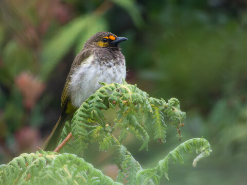 Orange-spotted Bulbul (Pycnonotus bimaculatus), a Javan endemic songbird threatened by trapping for the cage bird trade, perched on fern foliage in the forests of West Java, Indones