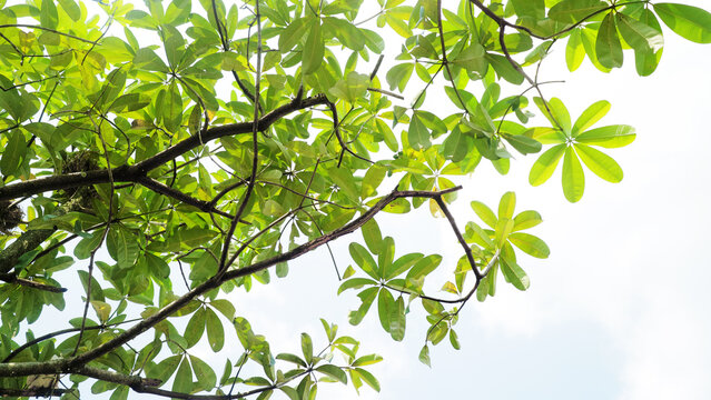Sunlit Blackboard Tree Canopy with Fresh Green Leaves
