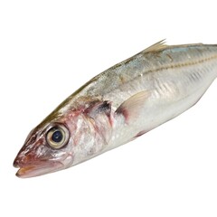 Obraz premium Isolated freshwater fish close-up
