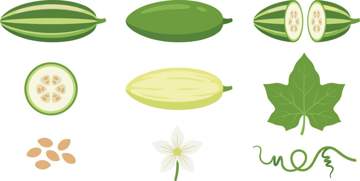 Fresh Pointed Gourd Variety and Botanical Element Set Vector Illustration Featuring Striped Potol, Whole Green Melon, Halved Sections, Slices, Seeds, White Flower, Leaf, and Tendril