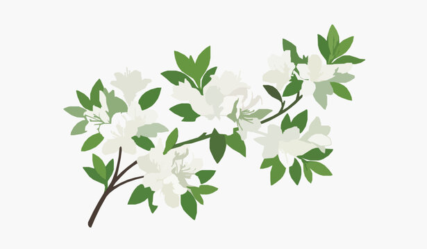 Bloomed White Azalea Flowers Branch Isolated Elegant Floral Botanical Illustration