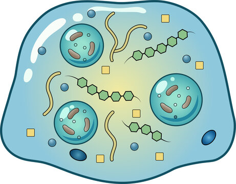 Microbial Cell Structure and Bacteria  Microorganisms Inside a Biological Cell, PNG